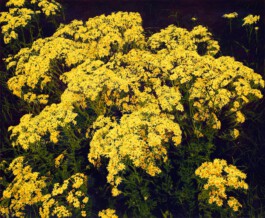 SYNDENS BLOMSTER